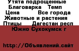 Утята подрощенные “Благоварка“,“Темп“ › Цена ­ 100 - Все города Животные и растения » Птицы   . Дагестан респ.,Южно-Сухокумск г.